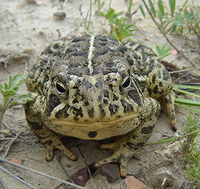 A photo of a Rocky Mountain Toad on the ground.