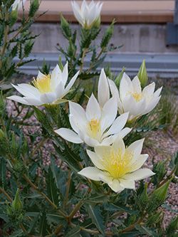 Picture of white flowers
