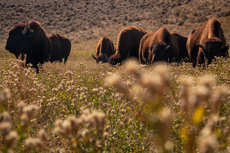 A photograph of Yellowstone bison grazing in a meadow. 