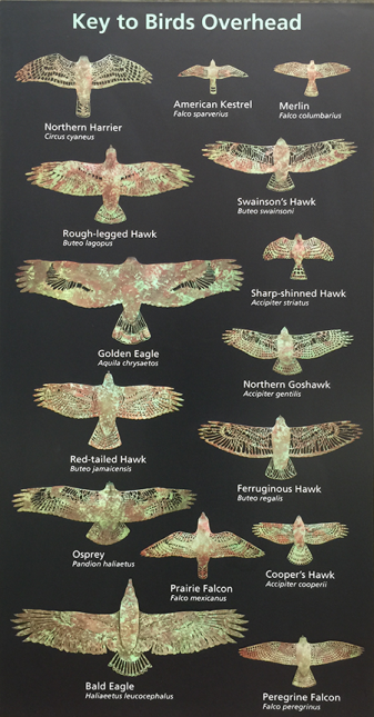 photo of an identification key for raptors 