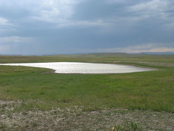 Photo depicting the habitat of the Plains Spadefoot