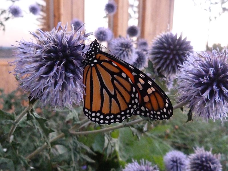 A photograph of a monarch butterfly.