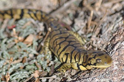 An image of an adult Western Tiger Salamander on some rocks
