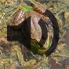 American Bullfrog