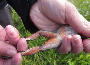 A hand holding a frog while the other hand extends the legs. 