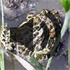 Great Plains Toad