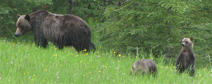An Image of three bears in a meadow. 