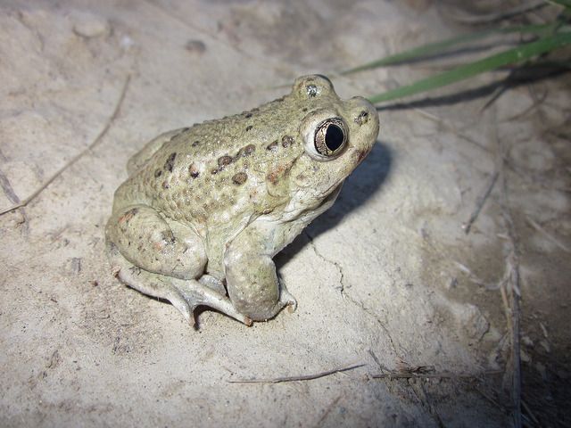An image of a Great Basin Spadefoot 