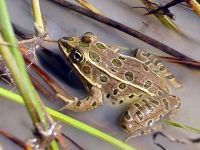 A picture of a Northern Leopard Frog in water