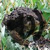 Western (Boreal) Toad