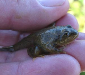 Hand holding tadpole