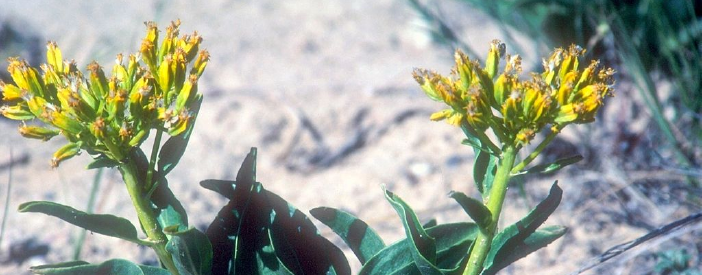 A close up photo of desert yellowhead flowers. 