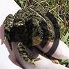 Wyoming Toad