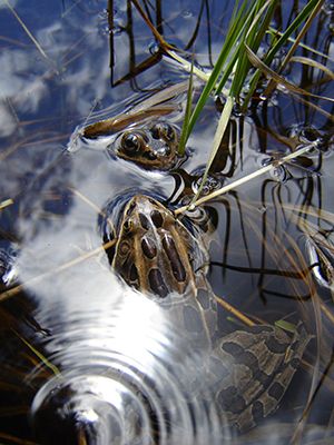 A Northern Leopard Frog poking its head out of water
