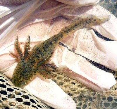 Picture of Western Tiger Salamander larvae in water