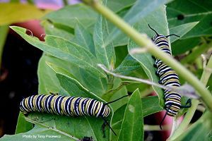 An image of a caterpillar on some leaves 