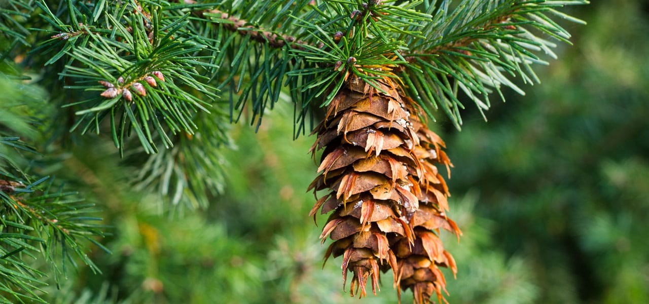 A photo of a Douglas fir seed pod