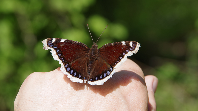 An image of a morning cloak butterfly, sitting on a persons hand. 
