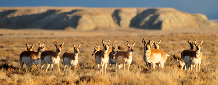 Pronghorn grazing sagebrush on the Wyoming prairie.