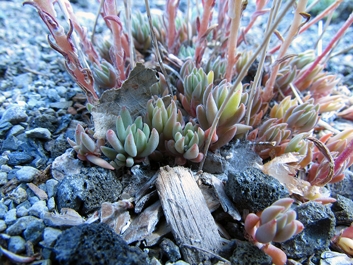 sedum-leaves.jpg