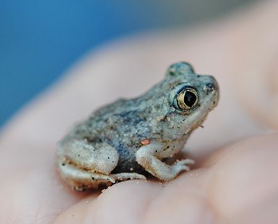 A young Plains Spadefoot