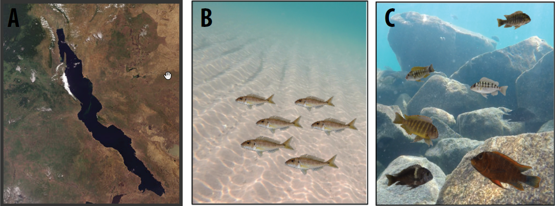 Fig. 1: Satellite view of Lake Tanganyika, East Africa (A), cichlid diversity in the sand and in the rocky littoral zone (B-C).
