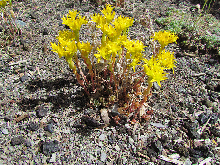 Stonecrop sedum in bloom on the green roof, June 25, 2013