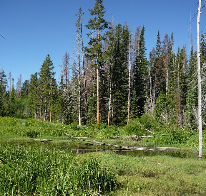 Image of Wood Frog habitat