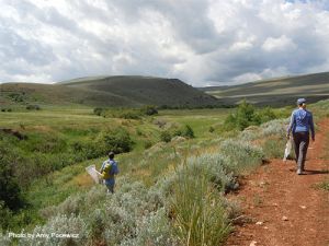 Picture of two people walking and carrying butterfly nets 