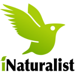 Join us on iNaturalist